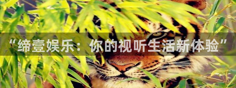 杏宇体育论坛：“缔壹娱乐：你的视听生活新体验”